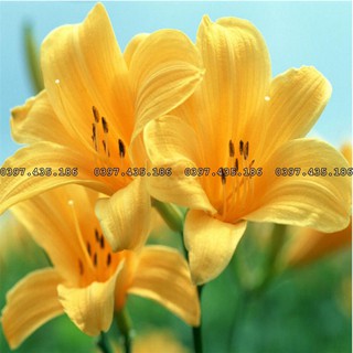 Củ ly lùn thơm_hoa ly_Hoa ly nhiều màu
