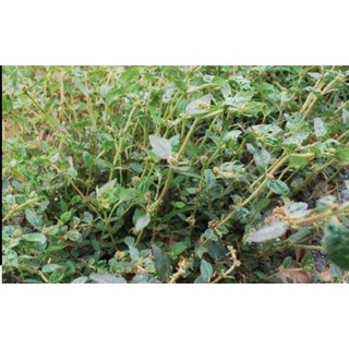 CÂY CỎ SỮA LÁ LỚN (0,5 KG)