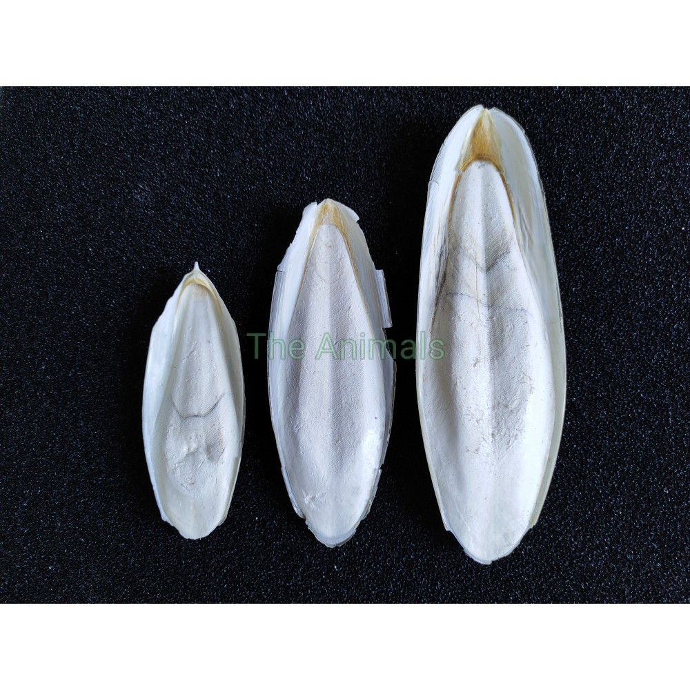 Nang mực cho chim yến phụng (20cm ~25cm)
