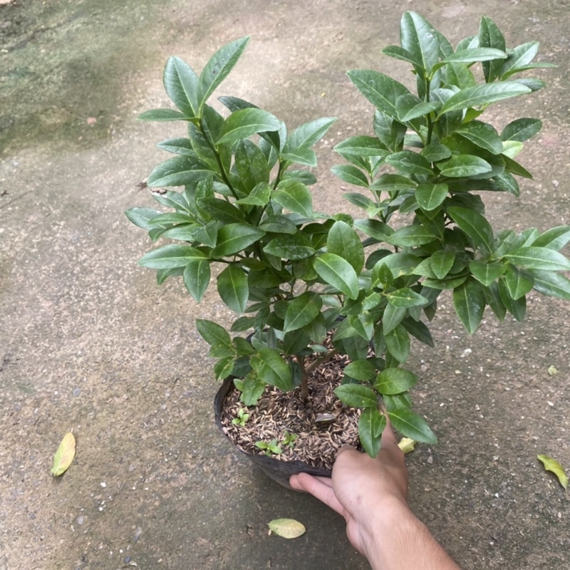 Cây chanh ta ( chanh tứ quý ) trồng bịch đen tán sum (Ảnh Thật)