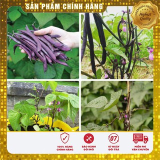 Hạt giống đậu cove leo tím
