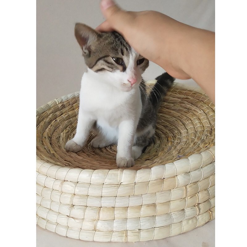 [ 8KG ] đệm nước mát cho chó mèo