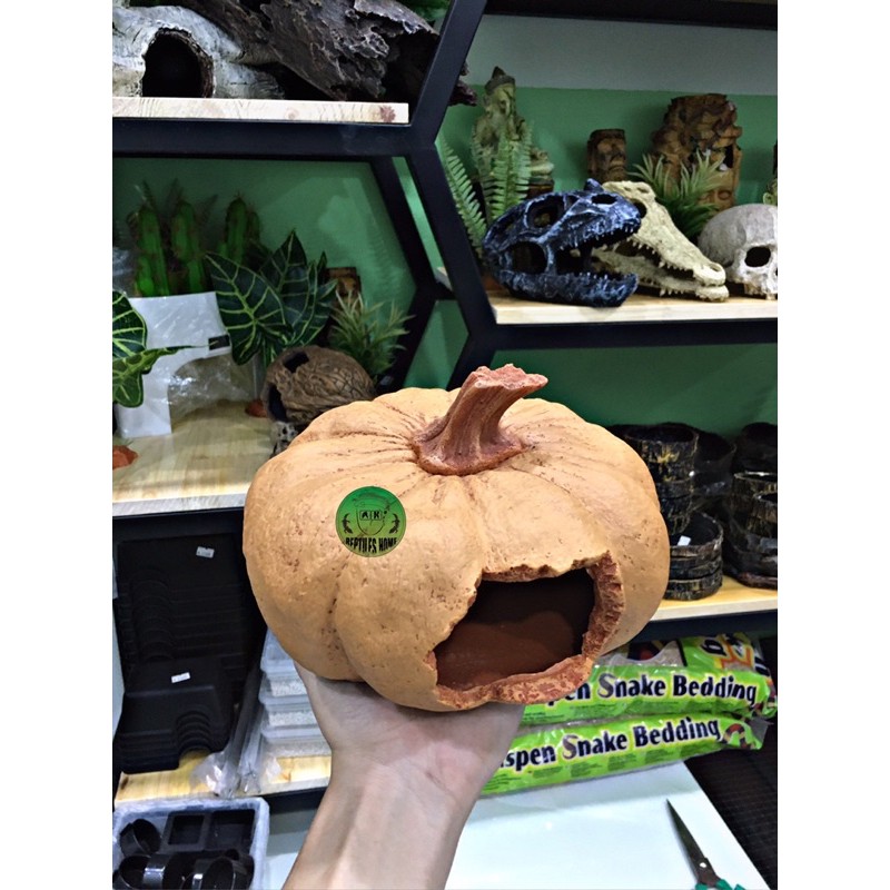 Hang óc chó - bí ngô trang trí hồ bò sát, hamster vv..