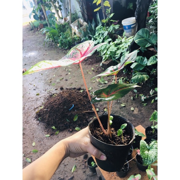 Cây mồn hồng gân đỏ
