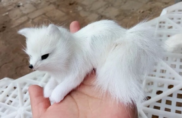 Bé hồ ly bằng bông xinh - Miêu Quán