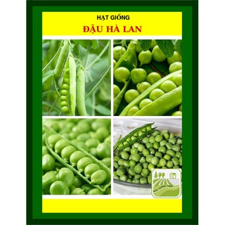 Hạt Giống Đậu Hà Lan 50 Gram