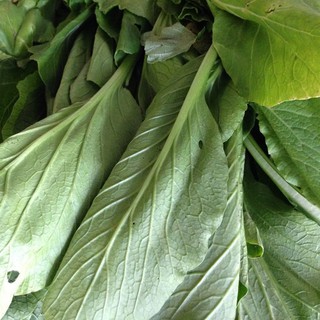 Hạt Giống Cải Ngọt gói 100 gam