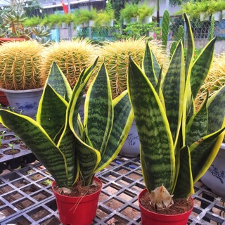 Lưỡi Hổ ( chậu 3 cây )