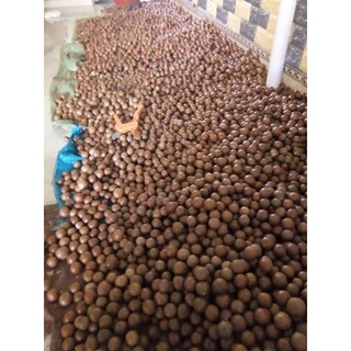 500gr Mắc ca Đắk Lắk sấy nứt vỏ (date mới siêu giòn ngon)