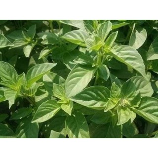 300h hạt giống lá é trắng ăn lẩu gà