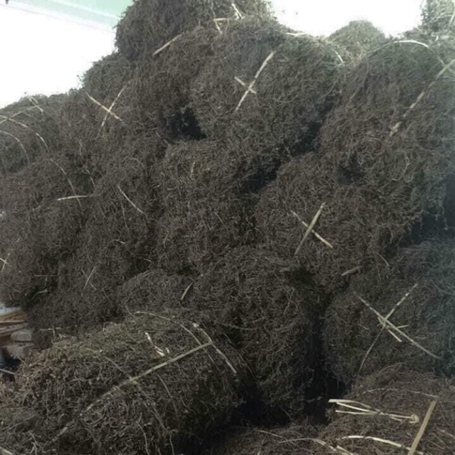CÂY THẠCH ĐEN SƯƠNG SÁO CAO BẰNG ( COMBO 2,5kg )