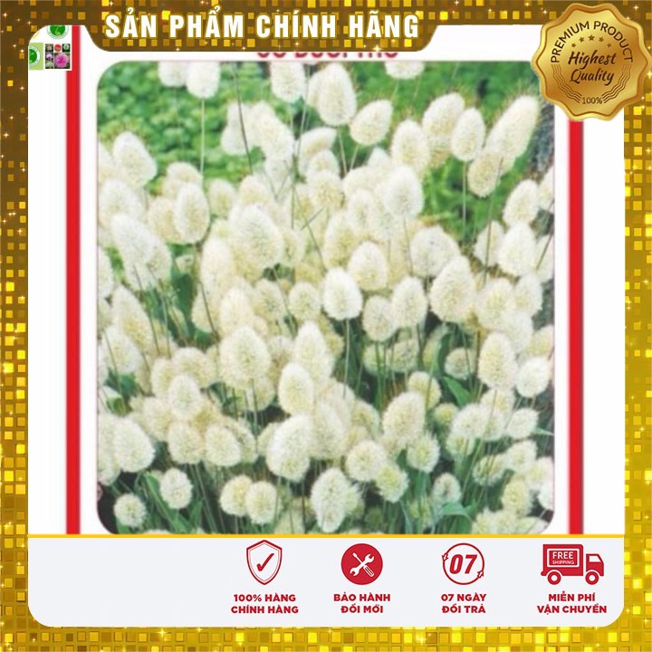 Hạt Giống Cỏ Đuôi Thỏ 50gr