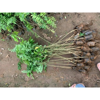 combo 5 cây  giống sưa đỏ cao 80cm