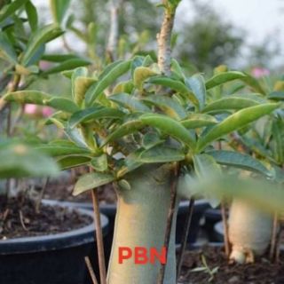 Gói 10 Hạt sứ kim tự tháp (12k/hạt)
