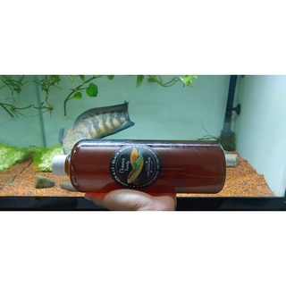 Nước sâm dưỡng cá Black Water - Lúa Channa Fish