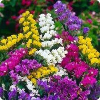 Hạt Giống Hoa Salem Mix