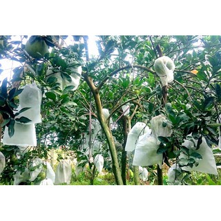 Bao Bưởi Vải 30*35 cm