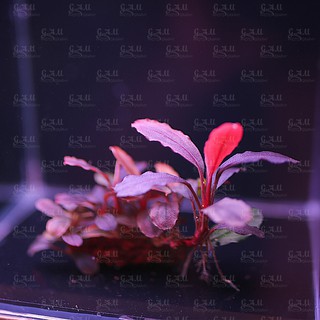 Bucep Brownie Series - full lá nước chuẩn đẹp hàng liền thân