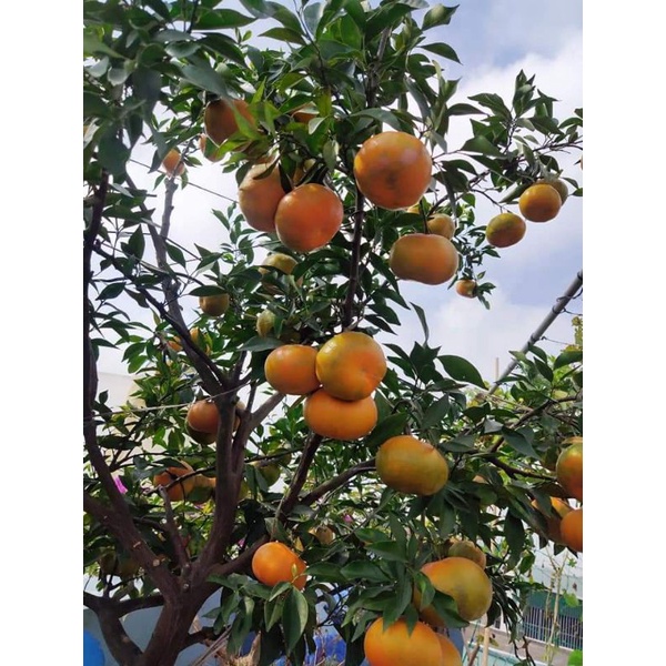 Giống Quýt Ngọt