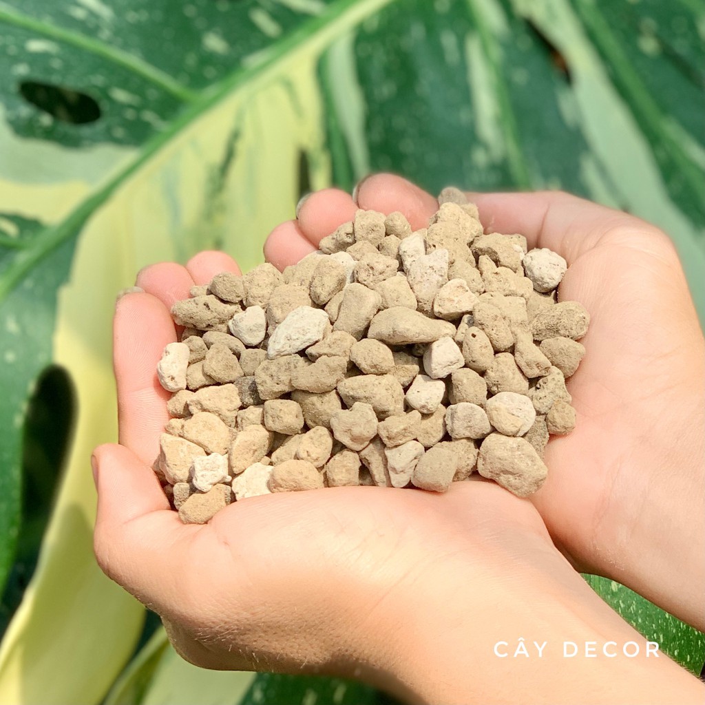 Đá Pumice  rất tốt cho kiểng lá, sen đá, xương rồng, size hạt lớn 5-8mm