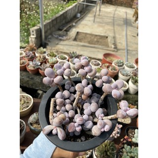 Sen đá sỏi Hồng bụi siêu tròn (như hình)