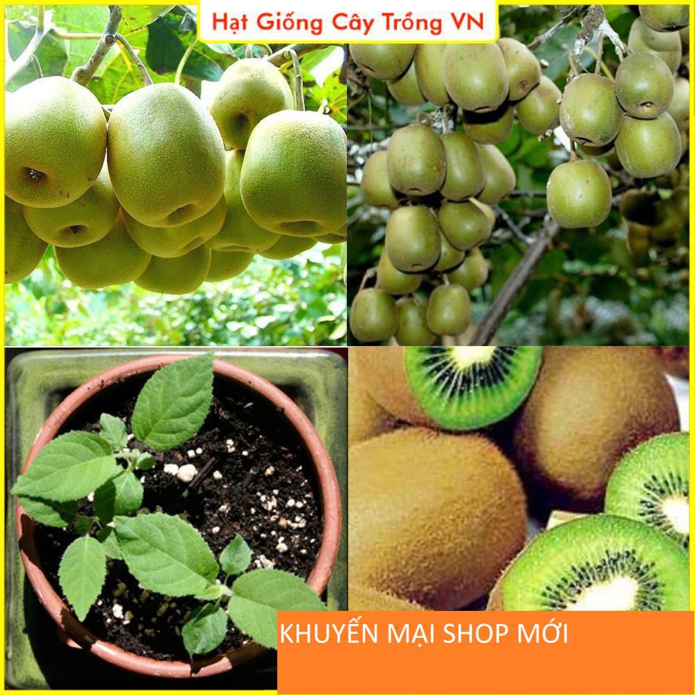 Hạt giống Kiwi trồng chậu - gói 30 hạt khuyến mại shop mới