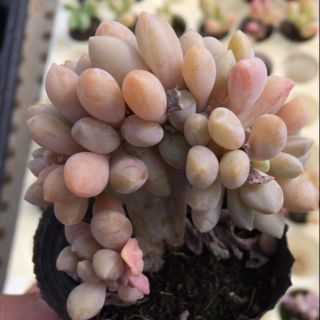 Sen đá sỏi hồng cổ thụ