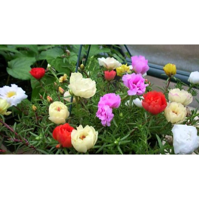 Hạt giống hoa mười giờ Mỹ Mix gói 30 hạt