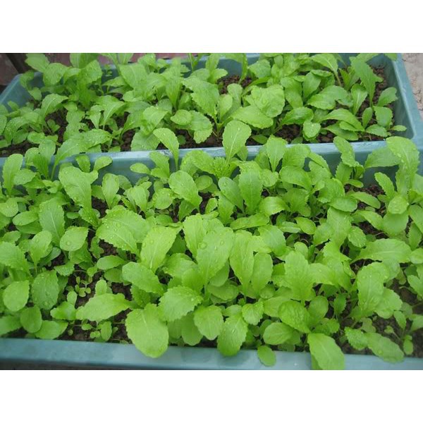 Hạt giống cải mơ đăm chân lùn  20gr