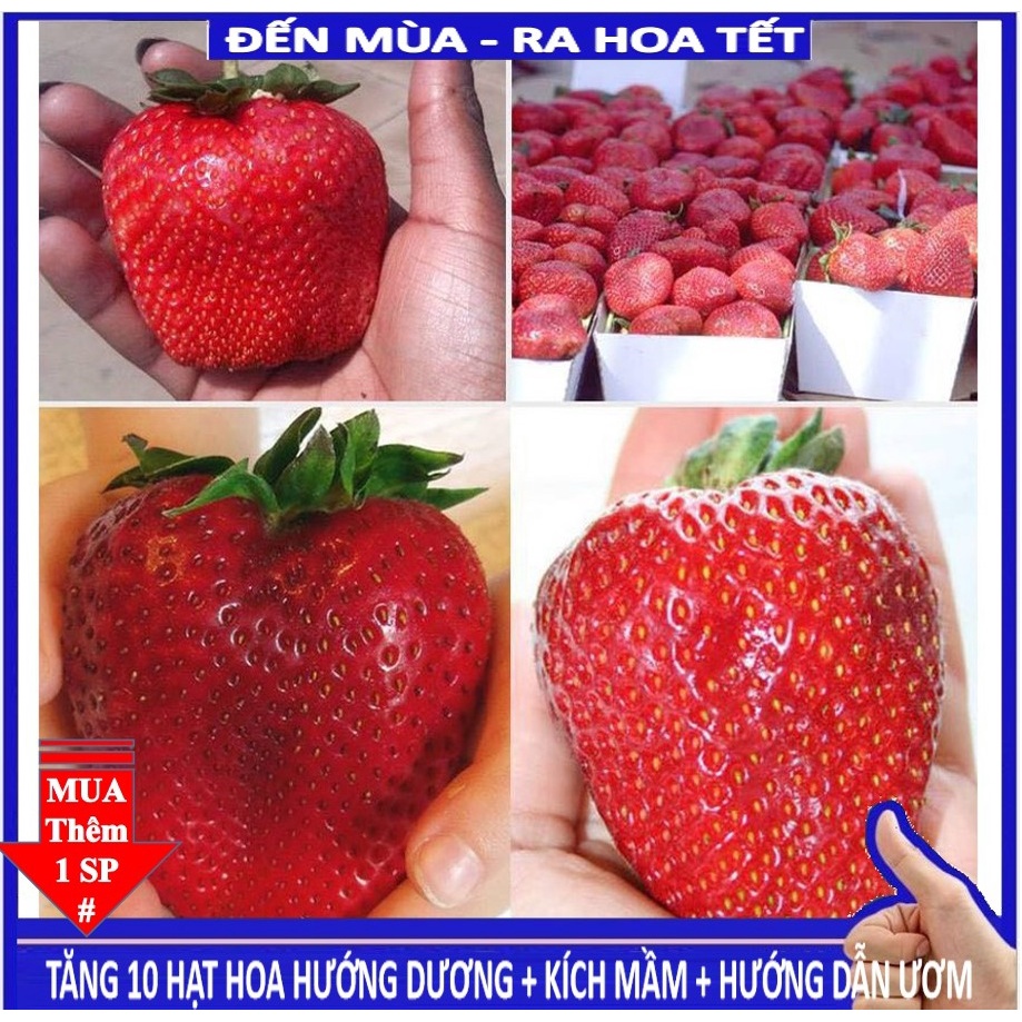 Shop 1k - 50 Hạt giống dâu tây khổng lồ chịu nhiệt