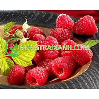 20H - HẠT GIỐNG MÂM XÔI ĐỎ/ PHÚC BỒN TỬ ĐỎ