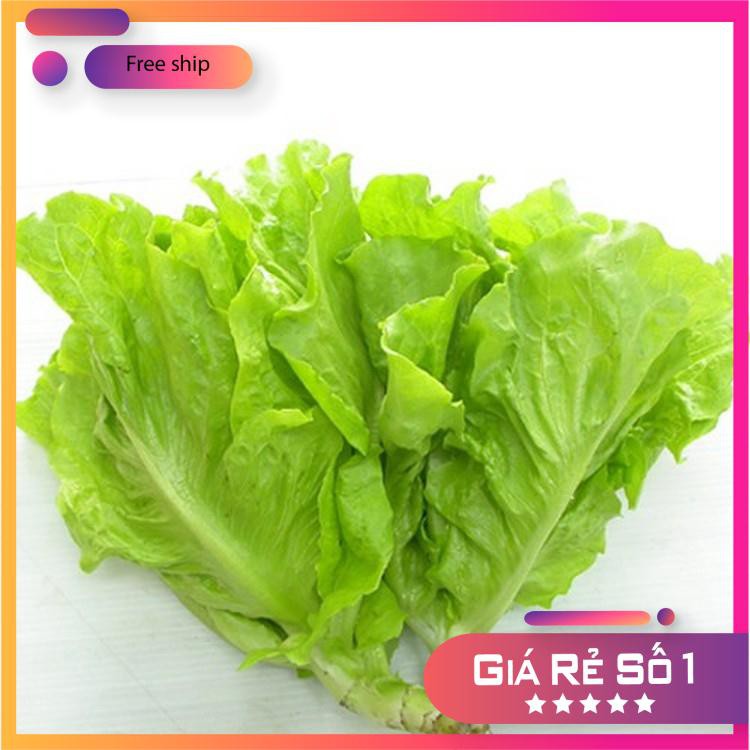 Giống Rau Xà lách mỡ