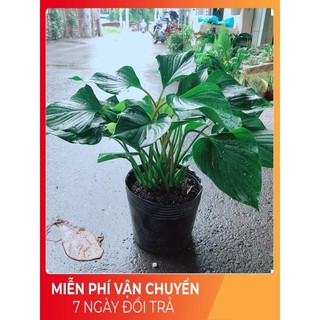 Cây Thanh Tâm