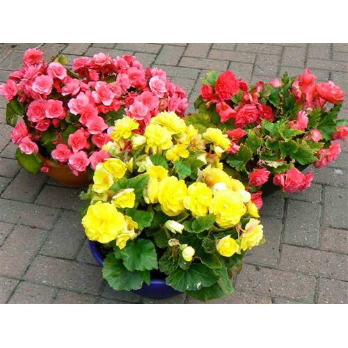Hoa Thu Hải Đường nhiều màu tỷ lệ nảy mầm cao gói zin