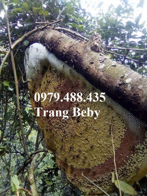 Mật ong rừng nguyên chất | BigBuy360 - bigbuy360.vn