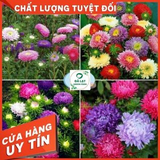 🌷 hạt giống cúc đài loan-cúc magic_chuẩn farm_50 hạt🌷_