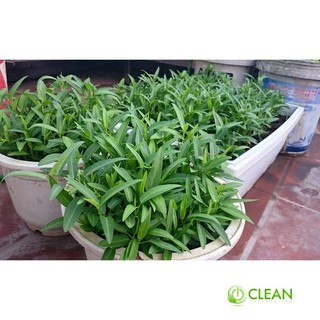 Giống rau muống 10g