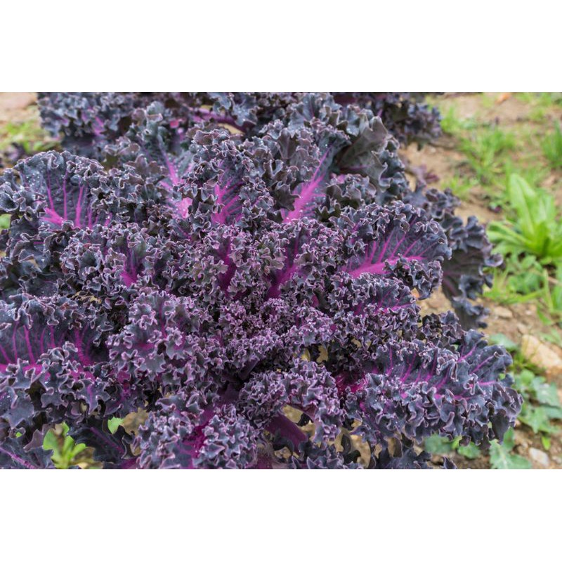 100 Hạt giống Kale xoăn tím F1 nhập khẩu Mỹ