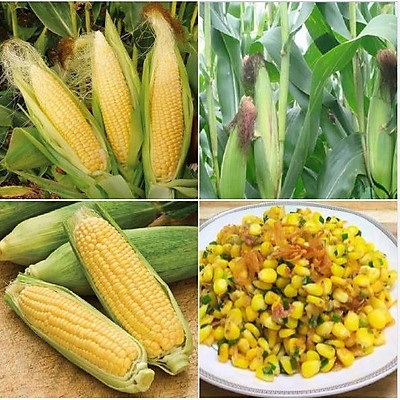 Hạt giống ngô ngọt (Bắp mỹ) bắp to nhập thái lan nguyên gói 20gr (~110 hạt)(Sweet Corn)