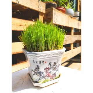 Cây Lúa Non trưng bàn kèm chậu
