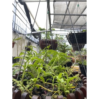 phong lan Phi điệp, giả hạc xổ số đột biến