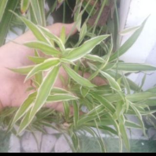 5Cây lọc không khí ( cỏ lan chi)