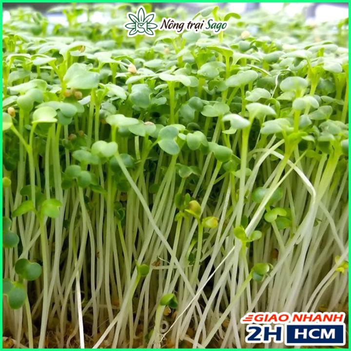 Hạt giống Rau Mầm Củ Cải Trắng Dễ Trồng, Nhanh Thu Hoạch (gói 50 gr) - Nông Trại Sago