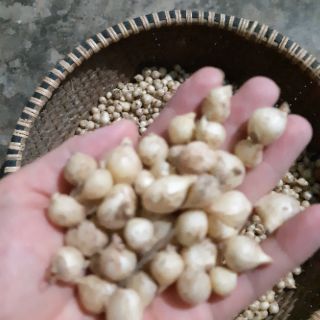 Củ nén, hành tăm Quảng Bình (1000g)