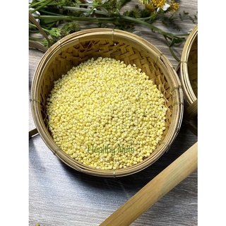 Hạt kê nếp vàng Nghệ An dẻo bùi, thơm ngon dùng nấu sữa hạt, cháo ăn dặm, chè kê
