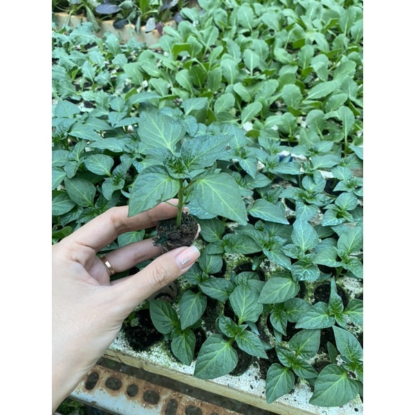 Cây con ỚT CHUÔNG