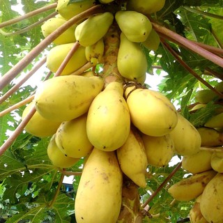 Hạt giống đu đủ vàng