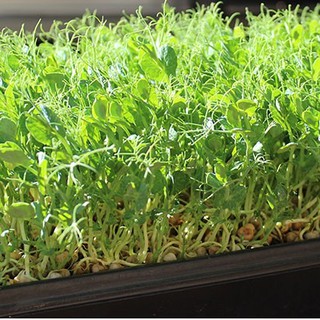 50Gram Hạt Mầm đậu Hà Lan