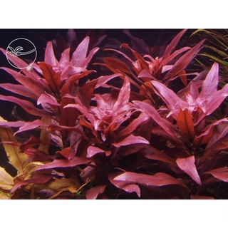 Cylindric Fruited Ludwigia - Cây Đại Hồng Điệp - Cây Thủy Sinh Cắt Cắm
