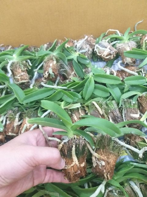 Hoa phong lan ngọc điểm giống - Hoa lan đai châu giống